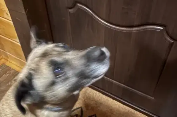 Найдена собака, Духанино, фото: Найдена собака, Духанино