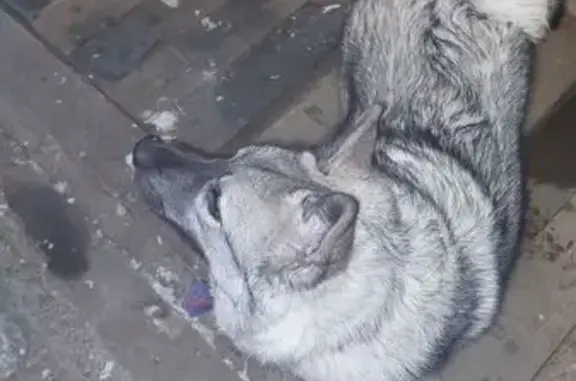 Найдена собака, Волчёнки, фото: Найдена собака, Волчёнки