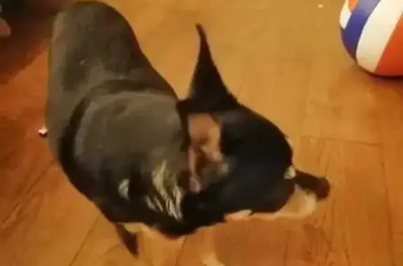 Собаки потеряшки, Геленджик, фото: Потеряшка собака, ул. Кирова, Геленджик