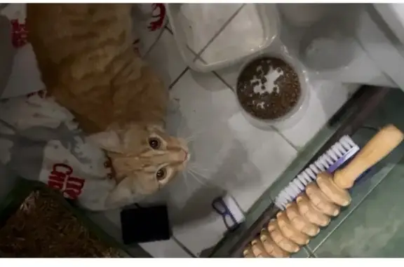 Найдена кошка, Иркутск, фото: Найдена кошка, Иркутск