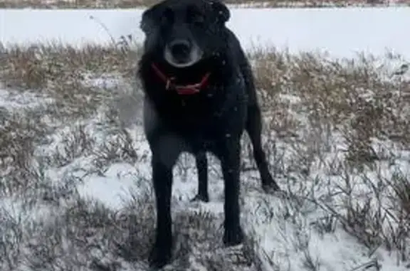 Пропала собака, Екатеринбург - photo
