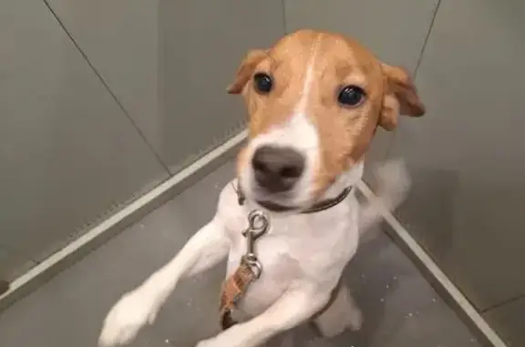 Пропала собака, ул. Коммунаров 141А, Елец - photo