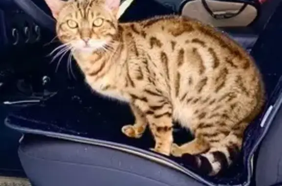 Найдена кошка, Шипово, фото: Найдена кошка, Шипово