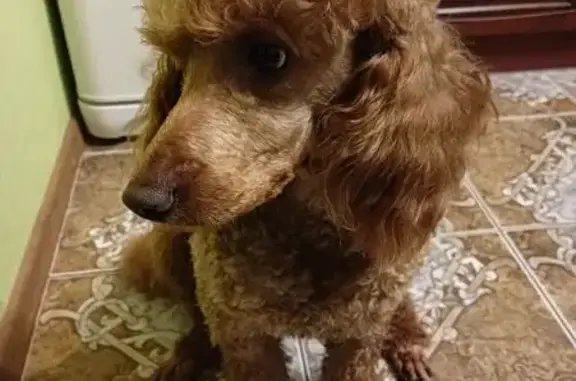 Пропала собака, Кемерово - photo