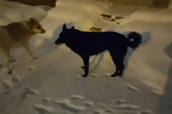 Пропала собака, Екатеринбург - photo