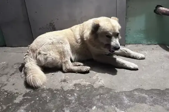 Найдена собака, Волгоград, фото: Найдена собака, Волгоград