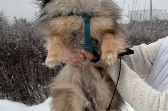Найдена собака, Калининград, фото: Шпиц найден: Литовский Вал 5, Калининград