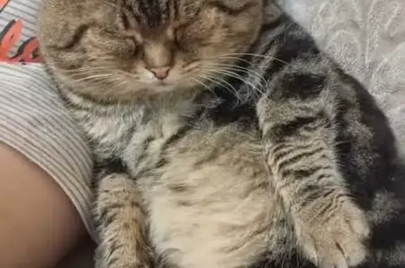 Пропала кошка, Ломакина 125/1, Таганрог - photo