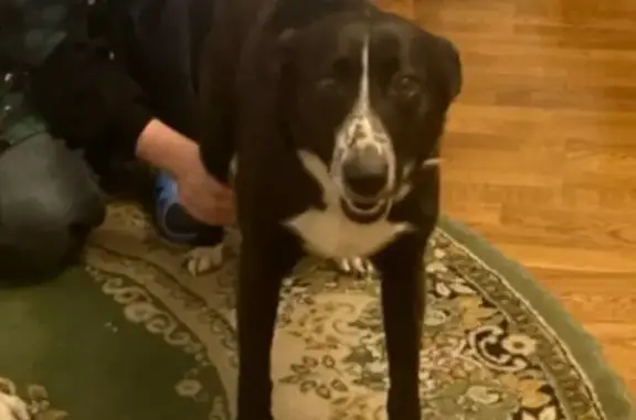 Пропала собака, Зеленоградский - photo