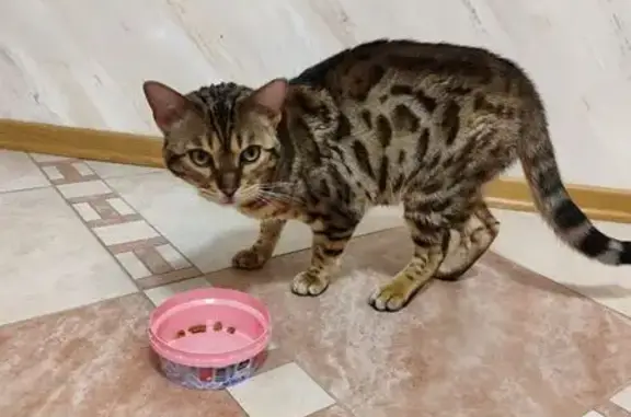 Найдена кошка, Шипово, фото: Найдена кошка, Шипово