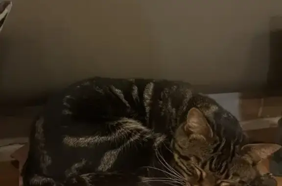 Найдена кошка, Красная Поляна, фото: Найдена кошка, Красная Поляна