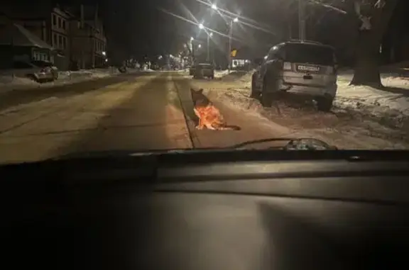 Собака с ошейником найдена на Верхнеполевой 18/1 - photo