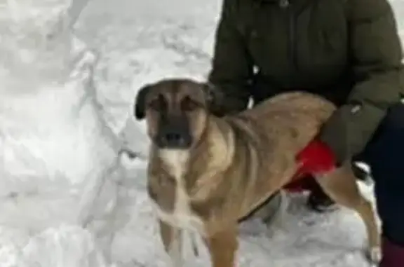 Пропала собака, Кулаки - photo