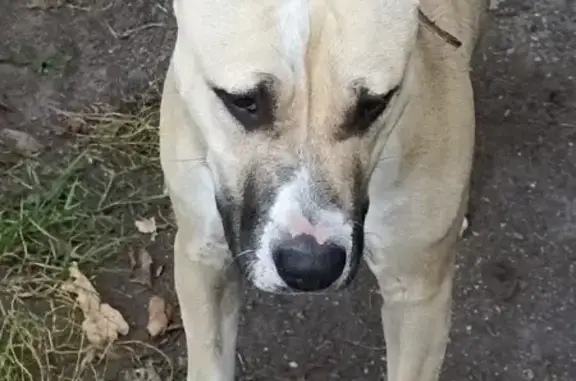 Пропала собака, Родники - photo