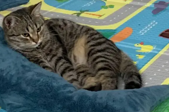 Пропала кошка, Бессоновский сельсовет - photo