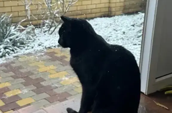 Пропала кошка, Ставрополь - photo