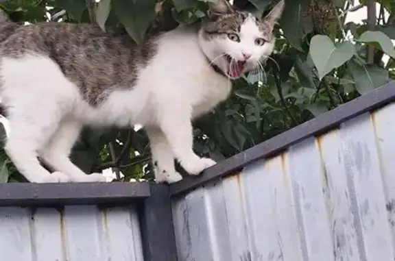 Кошки потеряшки, Орёл, фото: Потеряшка кошка, Орёл