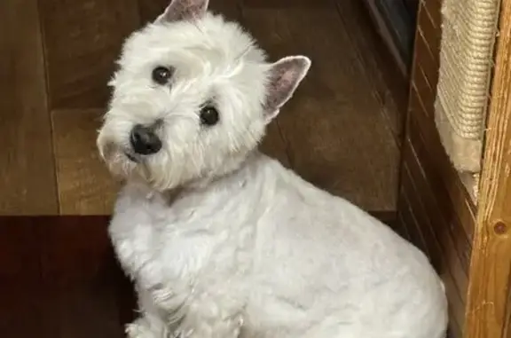 Пропал пёс Бим, ул. М. Горького, 131, Саратов - photo