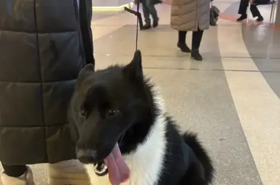 Найдена собака, Сергиев Посад, фото: Найдена собака, Сергиев Посад