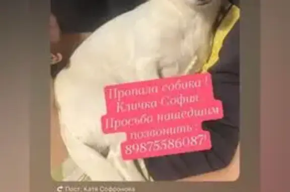 Пропала собака, Выкса - photo