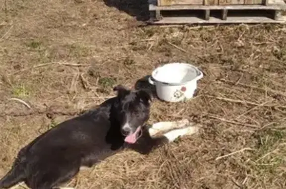 Пропала собака, Переславль-Залесский - photo