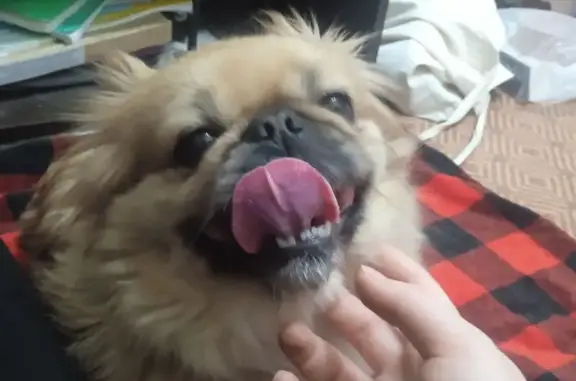 Найдена собака, Железногорск, фото: Пекинес найдена на Курская 74/2, Железногорск