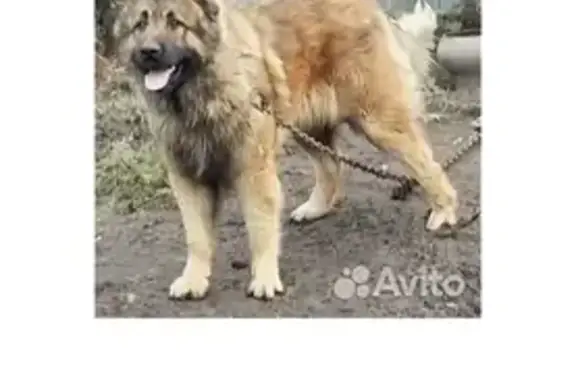 Пропала собака, Тольятти