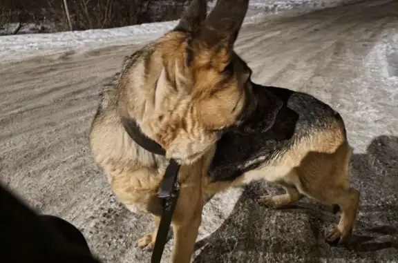 Найдена собака, Омск, фото: Собака найдена у 