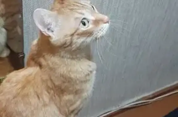 Найдена рыжая кошка, ул. Ломоносова, 15 - photo