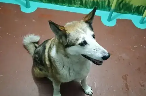 Найдена собака, Орёл, фото: Найдена собака, Орёл