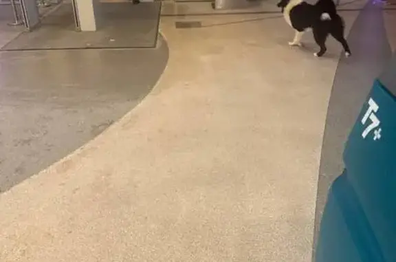 Найдена собака, Сергиев Посад, фото: Найдена собака, Сергиев Посад