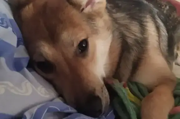 Пропала собака, Мурманск - photo