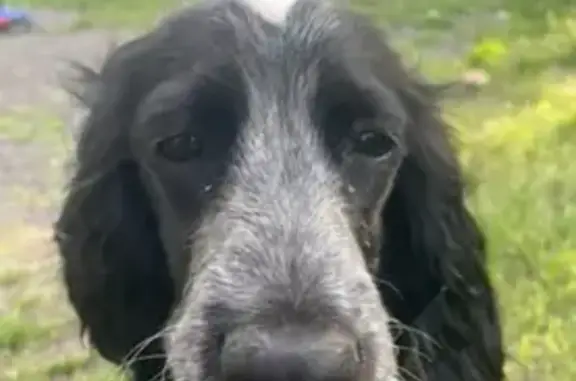 Пропала черно-белая собака, Ленина 16 - photo