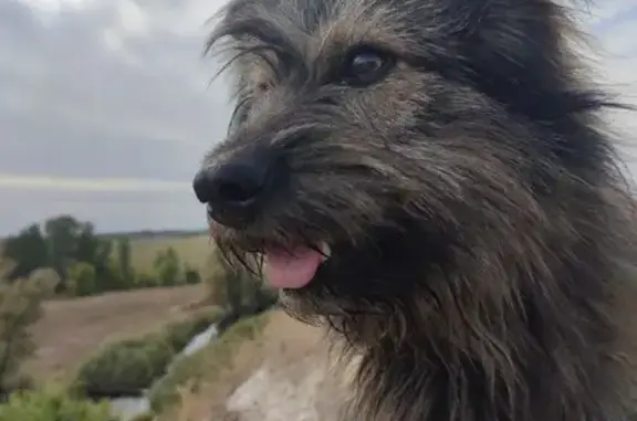 Пропала собака, Калач