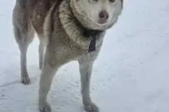 Найдена собака, Сосновый Бор, фото: Найдена собака, Сосновый Бор