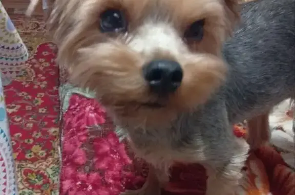 Пропала собака, Новоузенск