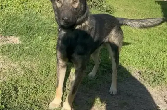 Пропала собака, Кулаки