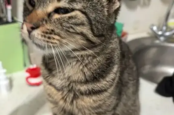 Пропала кошка, Заречный - photo