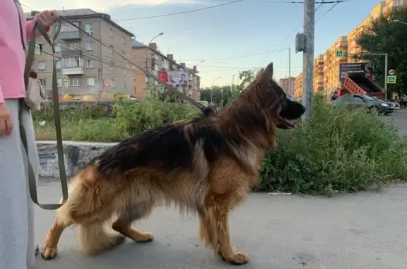 Пропала собака, Новосибирск