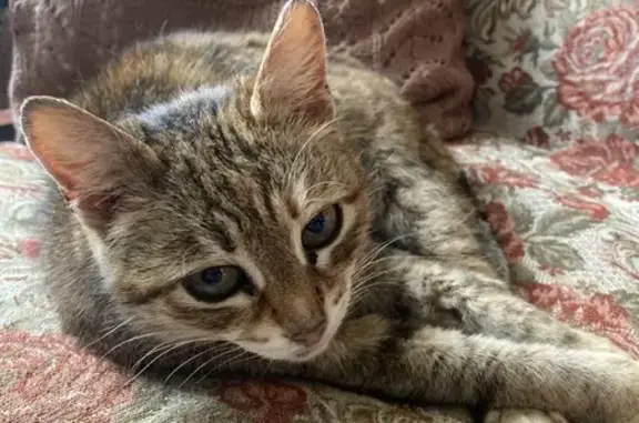 Пропала кошка, ул. Шарохина, Данилов - photo