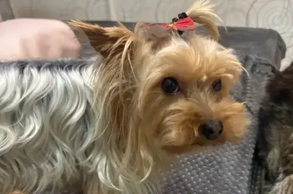 Пропала собака, Рыбинск