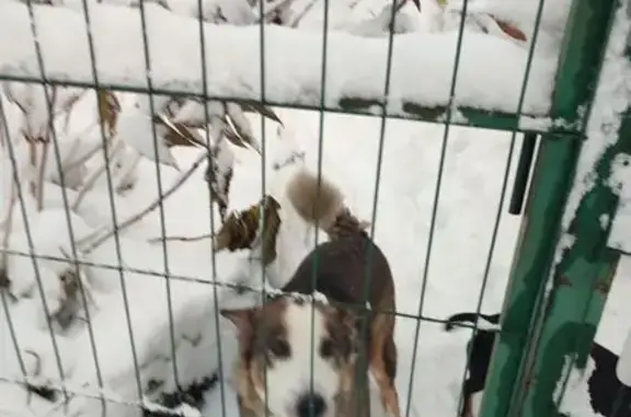 Пропала собака, Малое Лесное