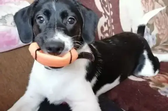 Пропала собака, Надвоицы