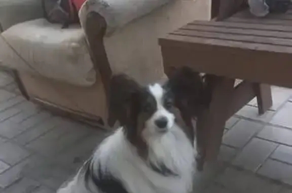 Пропала собака, Энгельс