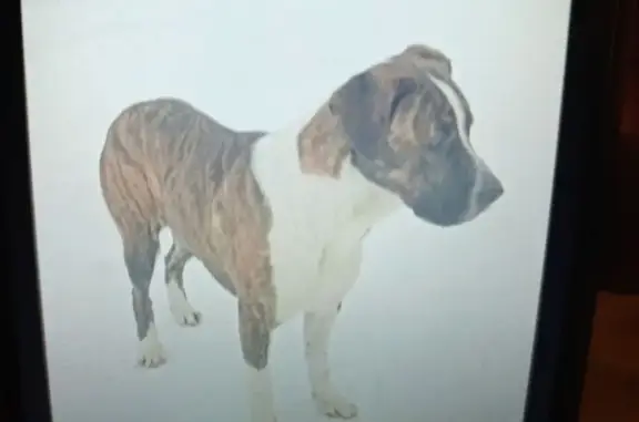 Пропала собака, Красногорск - photo