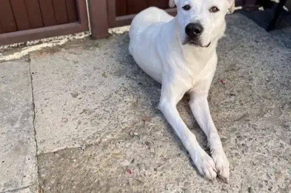 Пропала собака, Ставрополь - photo