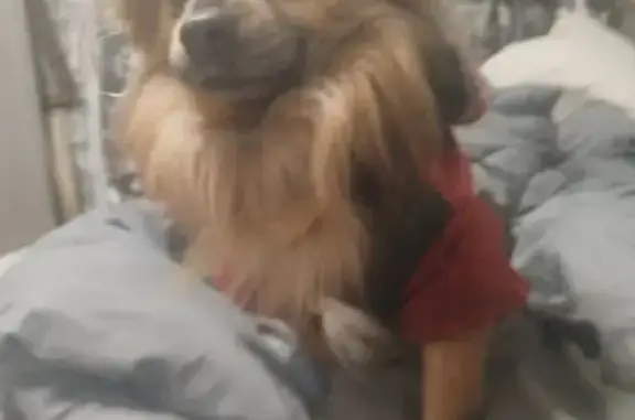 Найдена собака, Тамбов, фото: Метис найден: Строитель, Тамбовская обл.