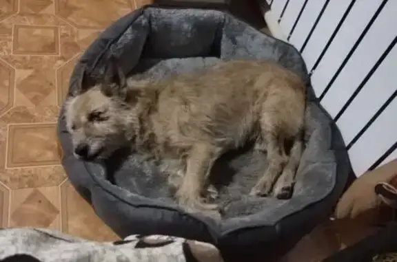 Собаки потеряшки, Майкоп, фото: Потеряшка собака на Горького, 64, Майкоп