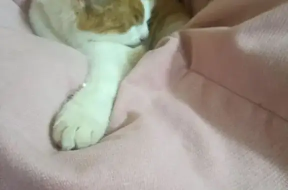 Найдена кошка, Нижний Новгород, фото: Кошка найдена на пр. Ильича, 56, Н. Новгород