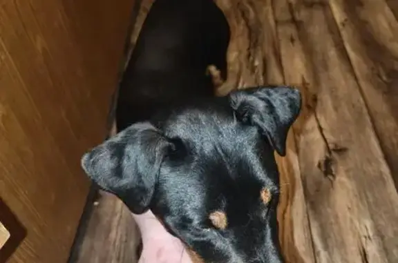 Найдена собака, Муром, фото: Ягдтерьер найден: ул. Фрунзе, Муром